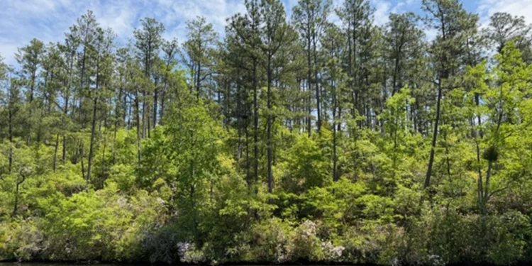 LOTS Walnut Creek Featured